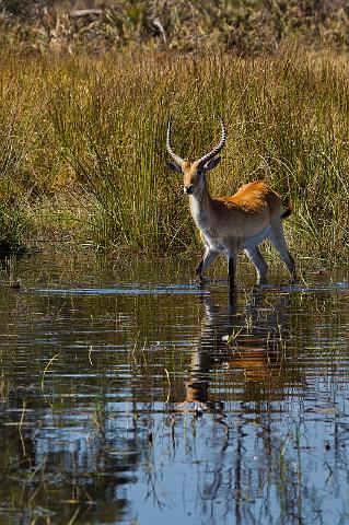 099 Okavango Delta, rode litschie.jpg
